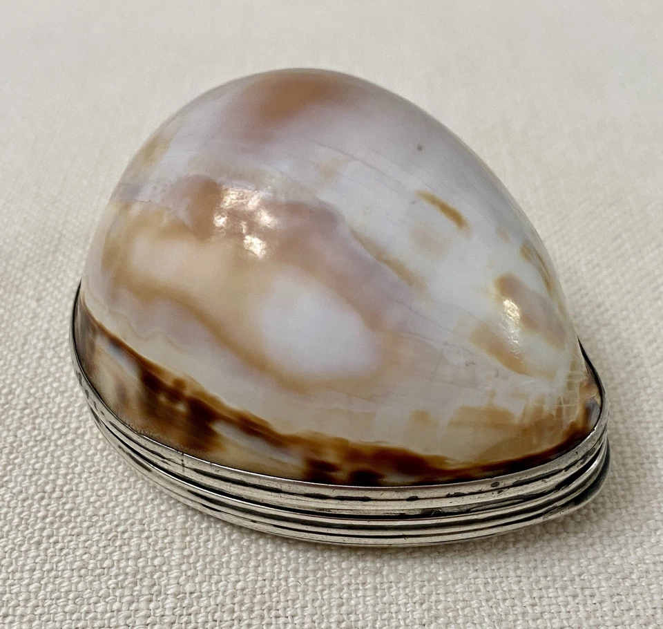 Antigua caja de rapé Cowrie Shell montada en plata siglo XVIII dorada Art Nouveau Foto 3 de 4
