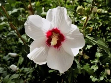 1 Pack 100 White Red Hibiscus Seeds Hibiscus Rosa-sinensis Garden Flowers Seed