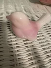 Lovely FENTON Art Glass Pink Rosalene Bird Figurine