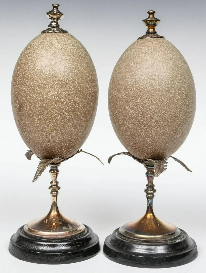 1800's Australian Emu Egg Cameo Carvings with Glass Domes eBay