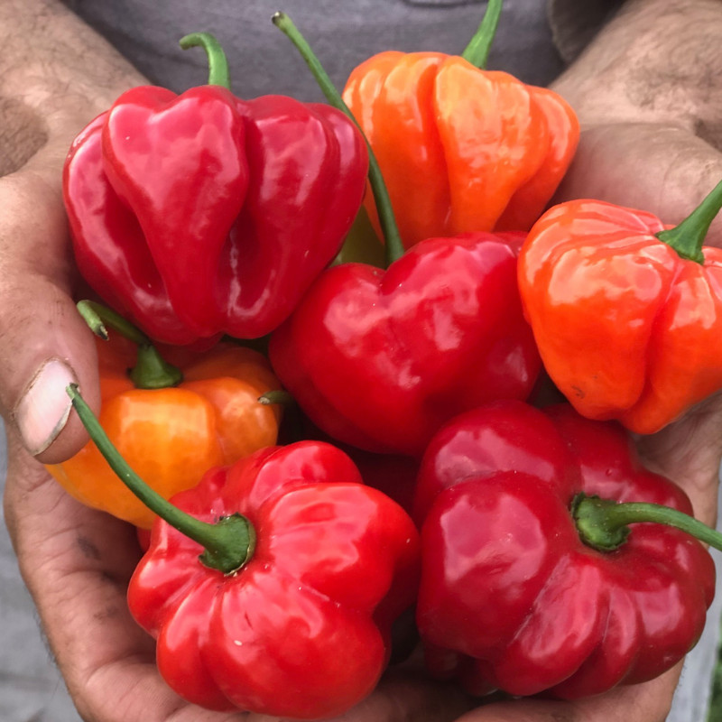 Aji Dulce Puerto Rico Chili 5+ Semillas - Semillas - Semillas de Granos - Sem...