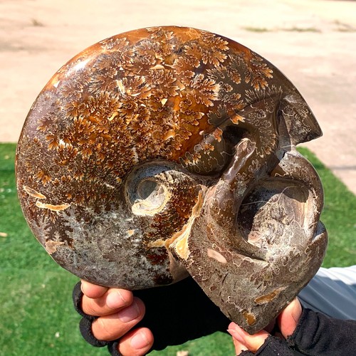 2.25LB Rare! Natural Tentacle Ammonite FossilSpecimen Shell Healing Madagascar - Picture 9 of 9