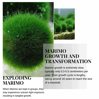 6 PCS Live Marimo Moss Ball Pet Kokedama for 20 Gallon Aquarium | eBay