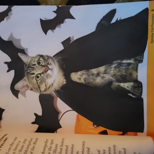 SPOOKY CAT PAWZZLES Magazine 2025 ~ Book of many Halloween Puzzles ~ Cats - Foto 3 di 7