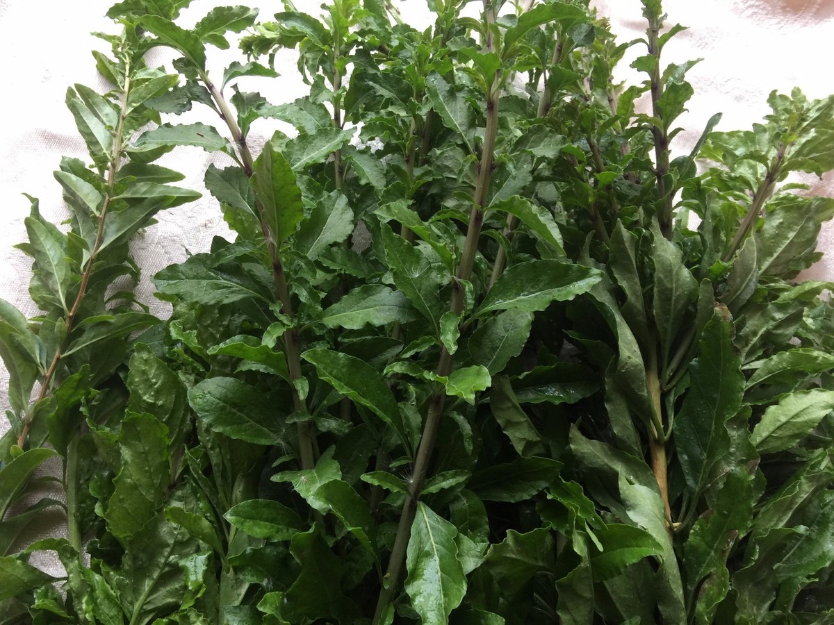 craspedia plants Craspedia globosa
