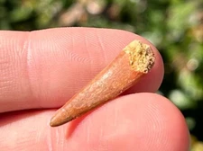 Pterosaur Flying Dinosaur Tooth Fossil Morocco Cretaceous Age Kem Kem