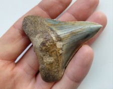 Bellissimo Dente di Megalodonte 6 cm- Fossile Squalo - Miocene - Indonesia (F50)