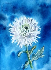 8x10 in ORIGINAL watercolor painting - Chrysanthemum flower - artist MK