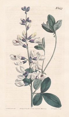 white wild indigo South Africa botany Botanik engraving Kupferstich Curtis 1177