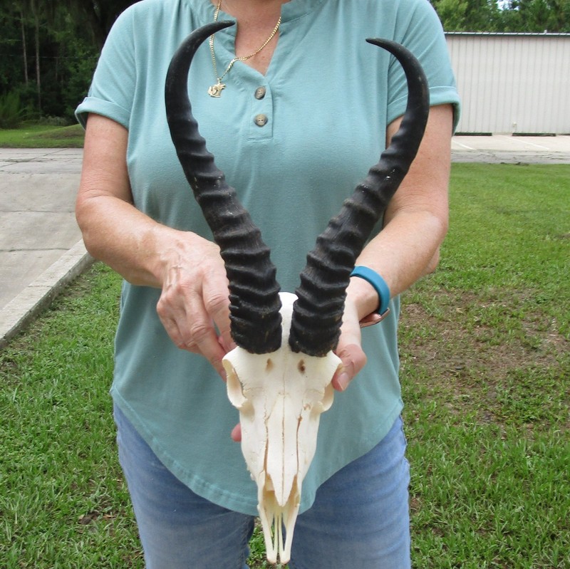 B-Grade South African Springbok Skull with 12 inch horns, taxidermy # 52119