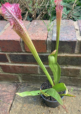 Sarracenia leucophylla Giant L3 Division - Sent Potted