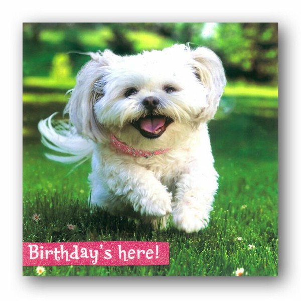 Avanti Birthday's Here Puppy Birthday Greeting Card Glitter Flittered