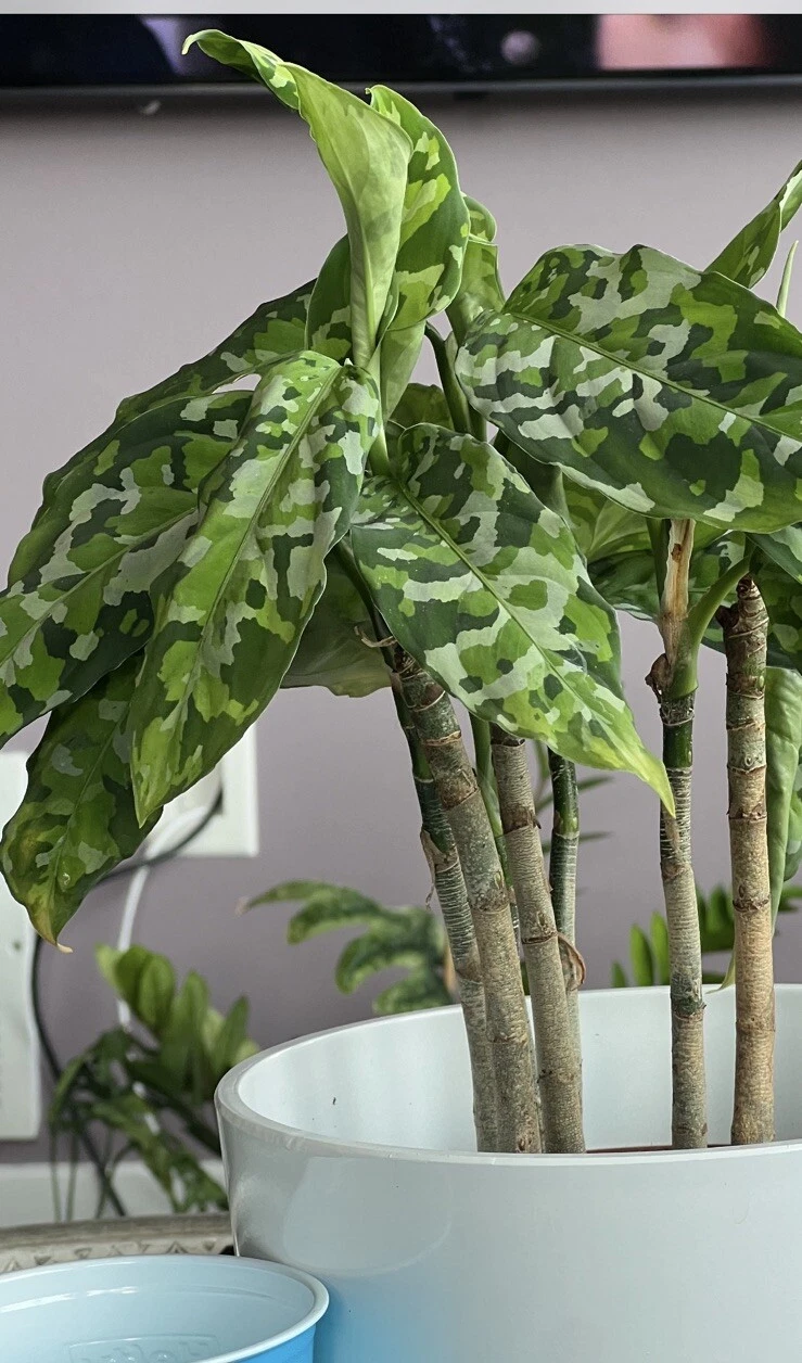 Aglaonema Pictum Tricolor