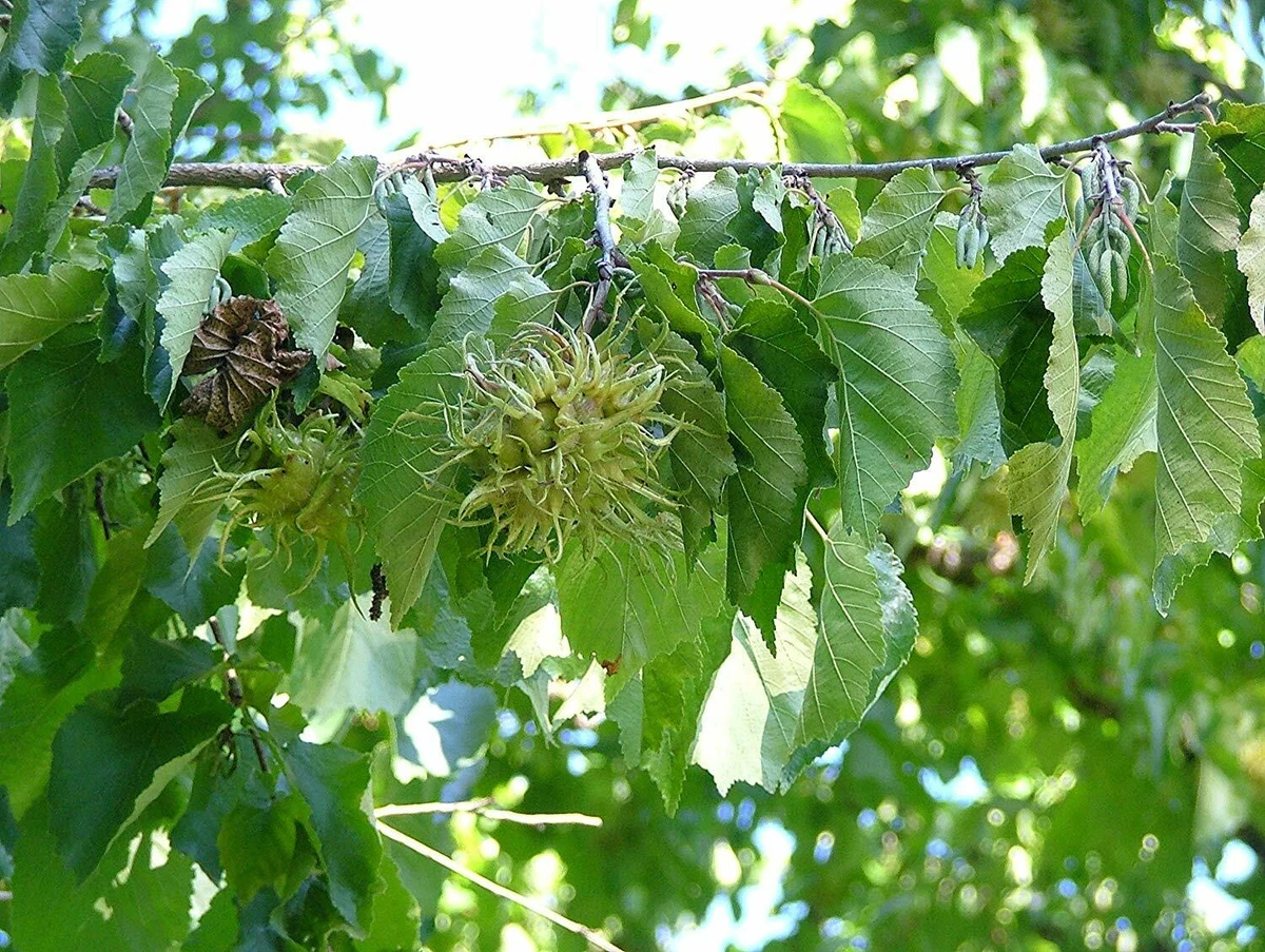60 Haselnuss-Samen Winterhart - Corylus Avellana Haselnussbaum Strucher  Fr Garten, Balkon & Bonsai