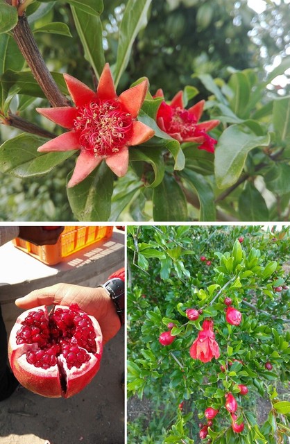 2 winterharte Granatapfelbäume schnellwüchsige exotische Pflanzen für den Garten