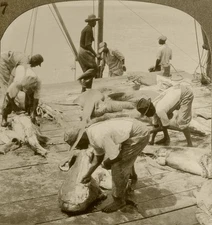 Keystone Stereoview Skinning Sharks, Key West,FL of Scenic America Set # 67 DN47