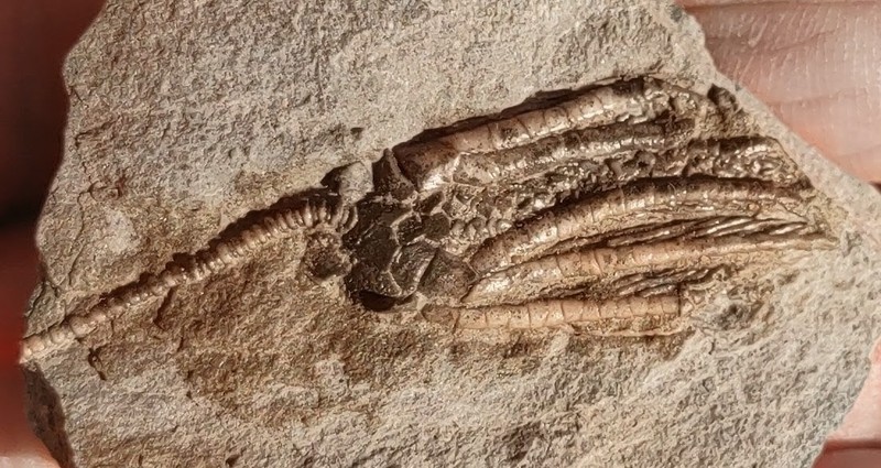 Detailed Scytalocrinus sp. Crinoid, Mississippian, Crawfordsville, Ind