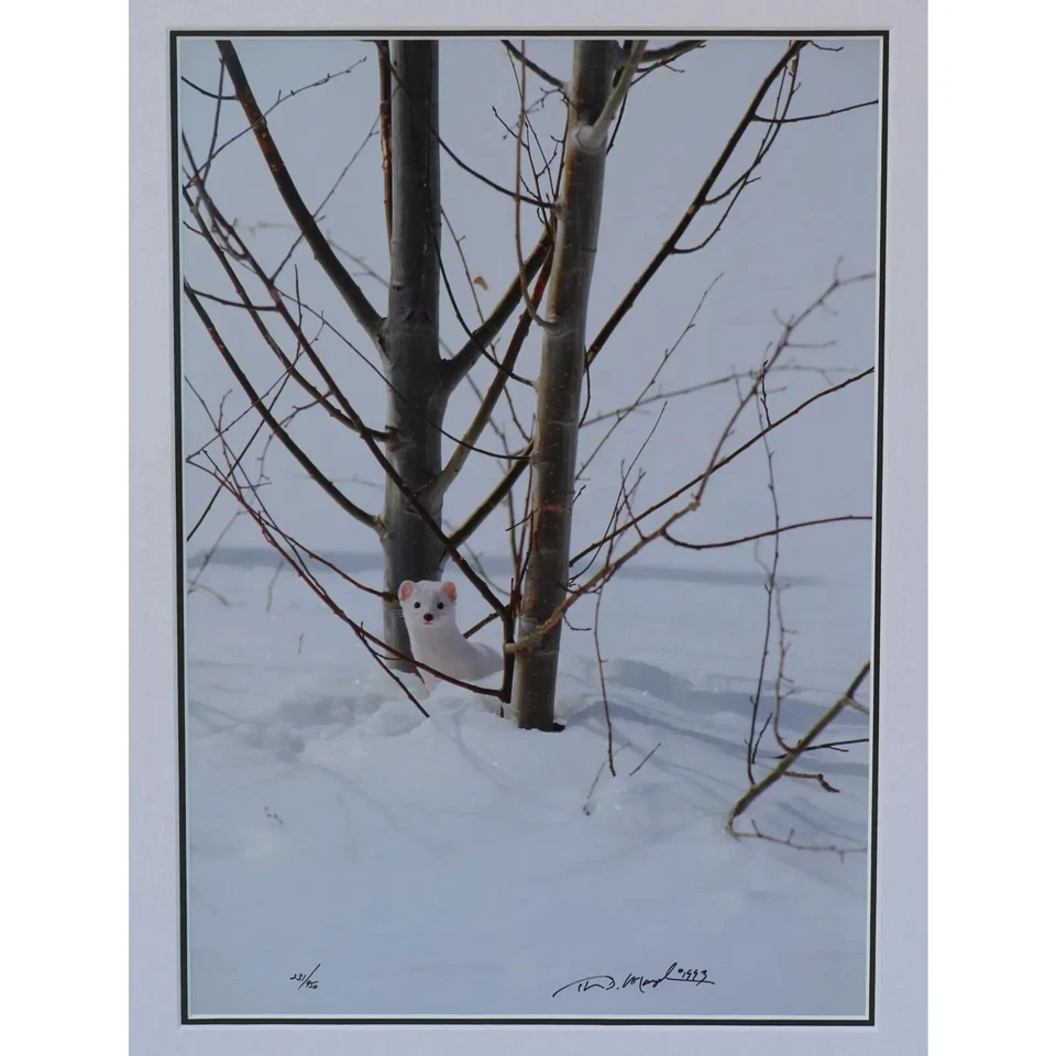 Thomas D Mangelsen's "Ermine in Trees" Signed #231/950 Framed and Matted Photo - Image 2 of 4