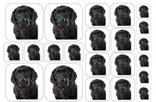BLACK LABRADOR RETRIEVER Dog Stickers - Multiple Size and Material Options