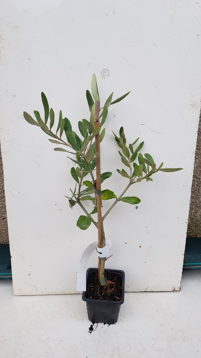 Olivier du Roussillon Olea europaea Oliviere jeune plant en godet pour plantation