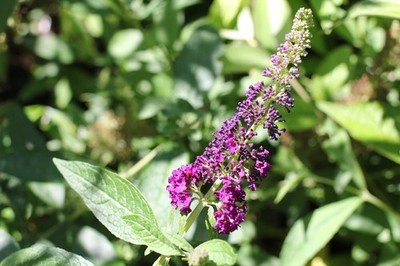 'African Queen' Butterfly Bush Plant/Buddleja in a pot