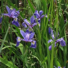 Blue Flag Iris - Ground Coveriris Versicolor Bare-root- Rizomes Blue Flag Iris - Ground Coveriris Versicolor Bare-root- Rizomes