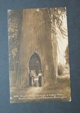 Bicycle Path Through A Cedar Tree Everett / Snohomish WA Edward H Mitchell 1433