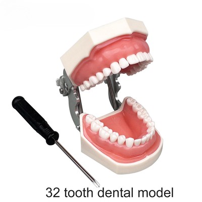 Dental Teeth Model for Dental Practice Training Studyting Dental Typodont Model