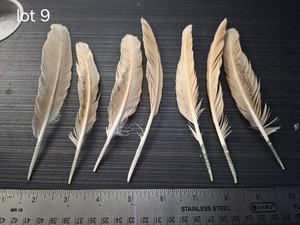 7 Medium Length Buff Orpington Feathers