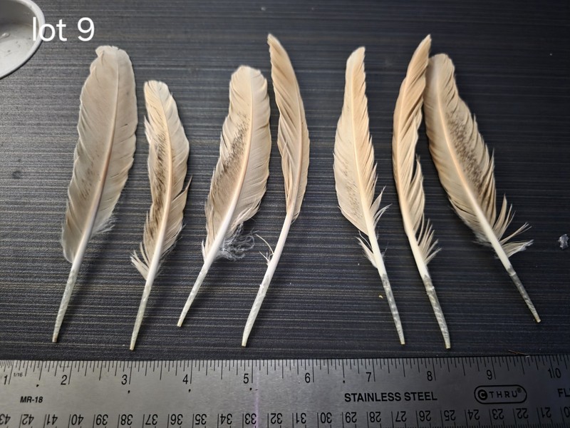 7 Medium Length Buff Orpington Feathers