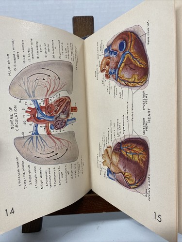 Illustrated Pocket Medical Dictionary Second Edition Blakiston's 1960 Hardcover - Picture 11 of 12