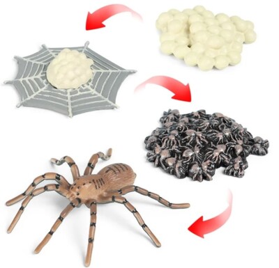 Life Cycle Spider Nest Egg Set Animal Toy PVC Action Figure Doll Kids Toys Gifts
