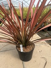 Phormium Tenax 'Rainbow Sunrise' New Zealand Flax Potted In 3