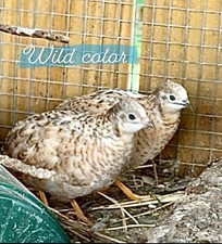 14  Button Quail Hatching Eggs   6 Pure Strains   Bred Separate   FedEx