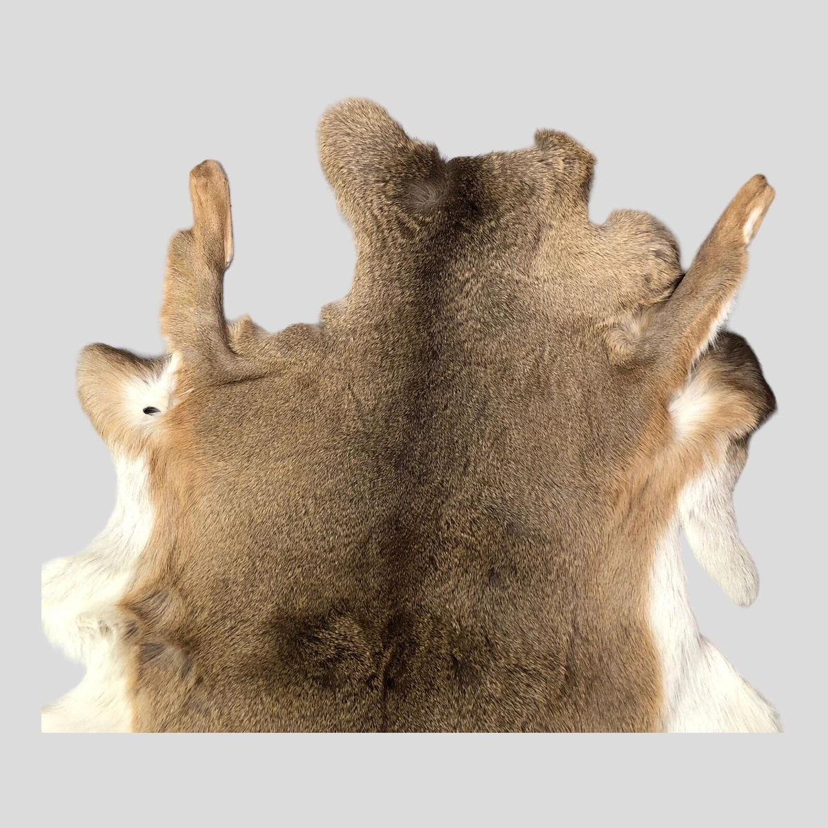 Whitetail Deer Hide Rugs Bryont Blog