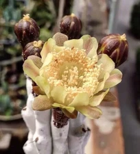 4PCS Stenocereus beneckei Home Garden beautiful cactus plants 8-13CM