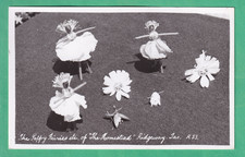 Tasmania Tas - Poppy Fairies etc of the Homestead Ridgeway  - Ash Bester No R 33