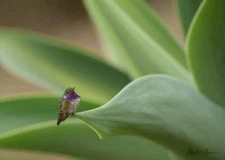 The Tiny Volcano Hummingbird by Matthew Huras Fine Art Print Wildlife Bird 17x23