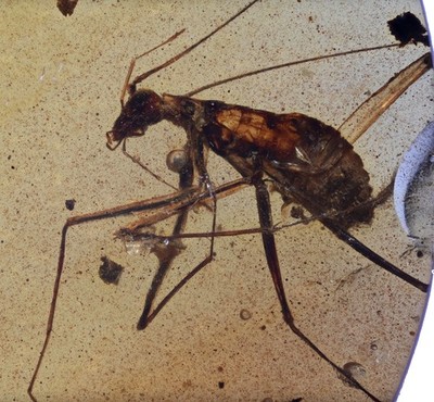 Manipulator modificaputis Cockroach, Fossil Insect Inclusions in Burmese Amber