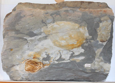 Ectillaenus Giganteus  Neseuretus Tristani Mittel-Ordovician Trilobite Sammlung