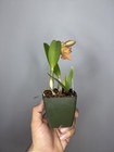 NEW! Unreleased 2027 Cattleya (Slc. Angel Eyes x Pot. Exotic Really — photo 6