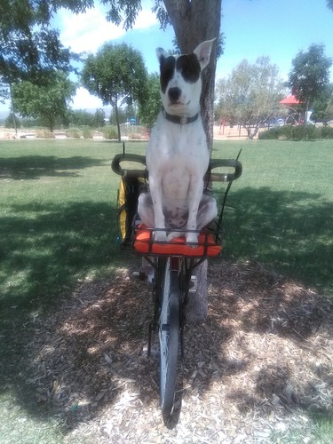 Origin8 Rush Messenger Front Bicycle Basket Rack Axle Mounted Black for ...