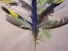 unique 1907 snug harbor rookery bird feather arrangement colorado ornithology — photo 6