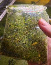 500 Duckweed 50 GIANT Duckweed BONUS PLANT - Live Floating Aquarium Plants