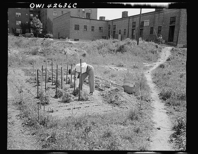 Photo:New York New York Forest Hills Queens 1944 Victory Gardening Plot