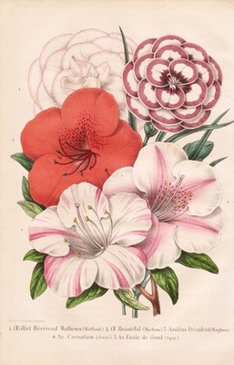Oeillet Azalea Azalee Azaleen Nelke Nelken carnation botany Litho Morren 1861