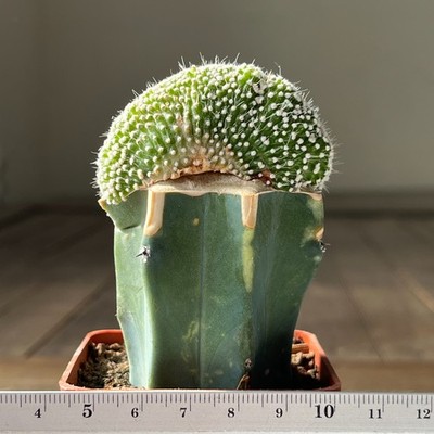 11-1325 Notocactus scopa v brevispinum f. cristata, grafted