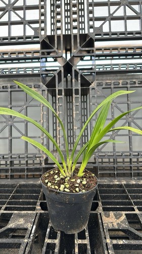 Cymbidium Orchid - Kiwi Midnight 'Geyserland ' - 120mm Pot - Picture 2 of 2