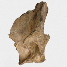 Fossil Mammut Schulterblatt M. Primigenius Scapula Quartär Pleistozän Eiszeit