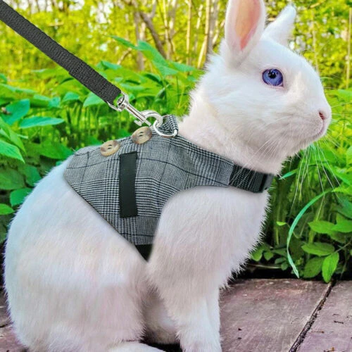 Colliers, laisses et harnais à lapin pour petit animal et rongeur